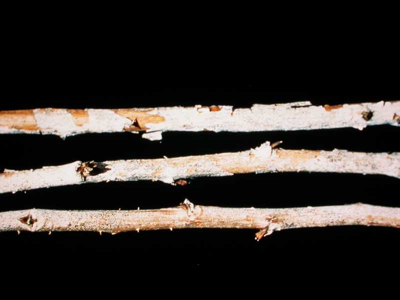 Fungal spots, blights, and blotches